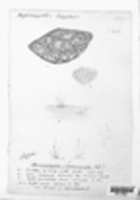 Ramularia armoraciae image